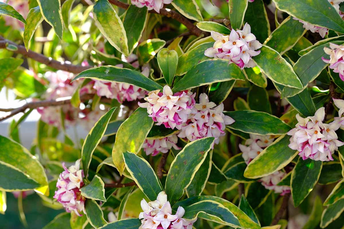 A close up horizontal image of the variegated foliage and light pink flowers of winter daphne.