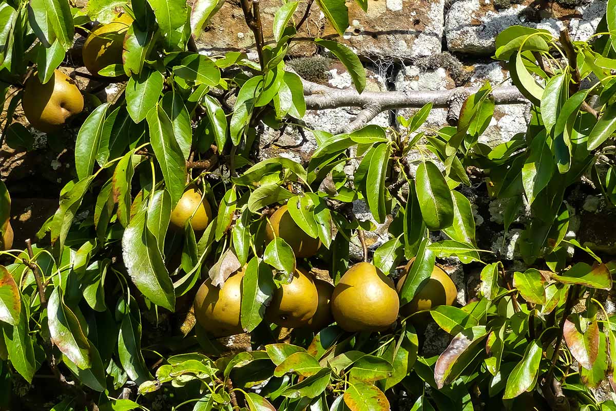 A close up horizontal image of 'Winter Nelis' pears ripening on the tree pictured in bright sunshine with a stone wall in the background.
