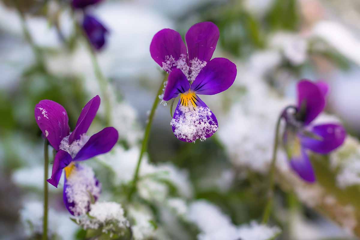 A close up horizontal image of purple winter pansies in bloom with a light dusting of snow on the ground.