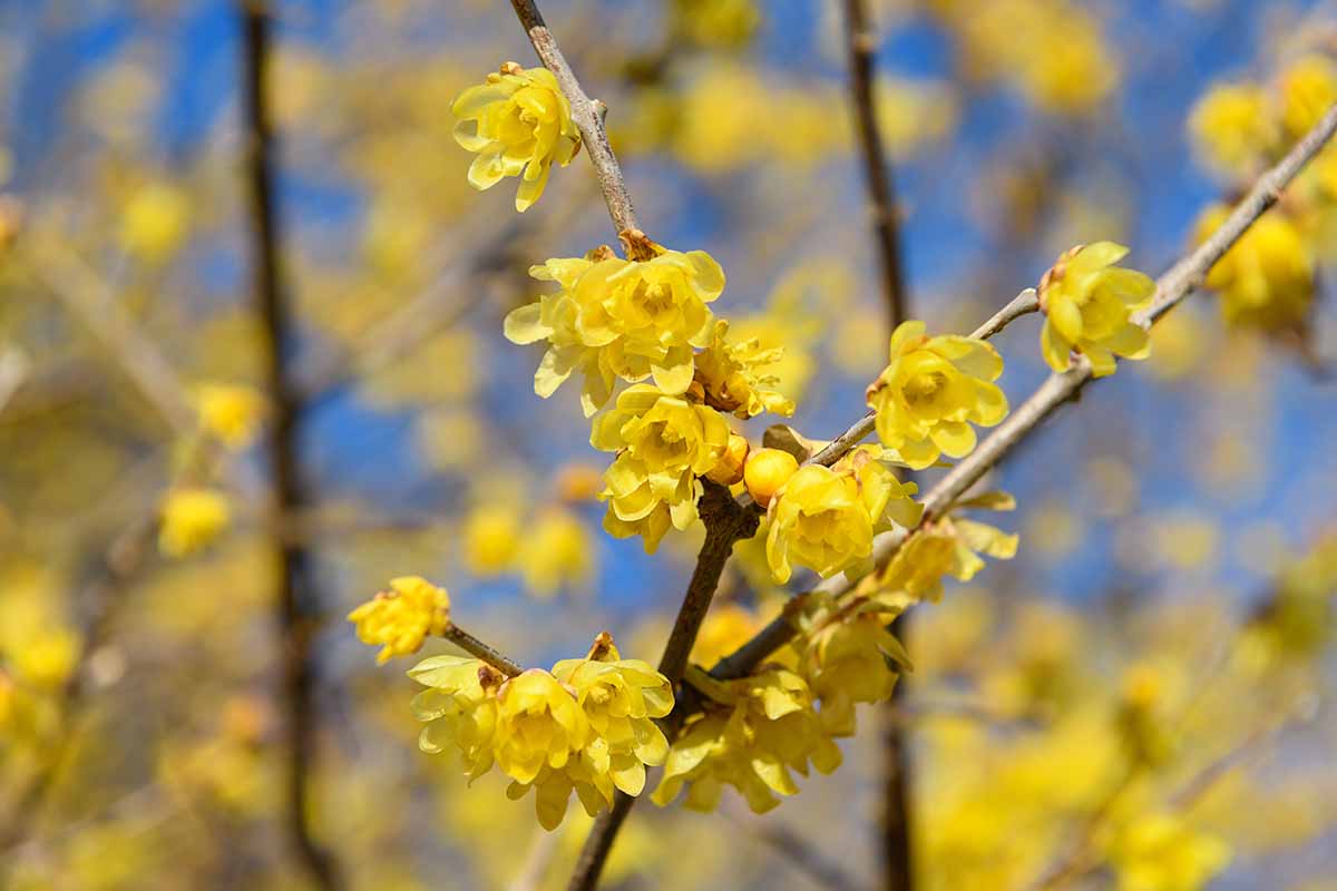 A close up horizontal image of the yellow flowers on the branches of wintersweet, pictured in bright sunshine on a soft focus background.