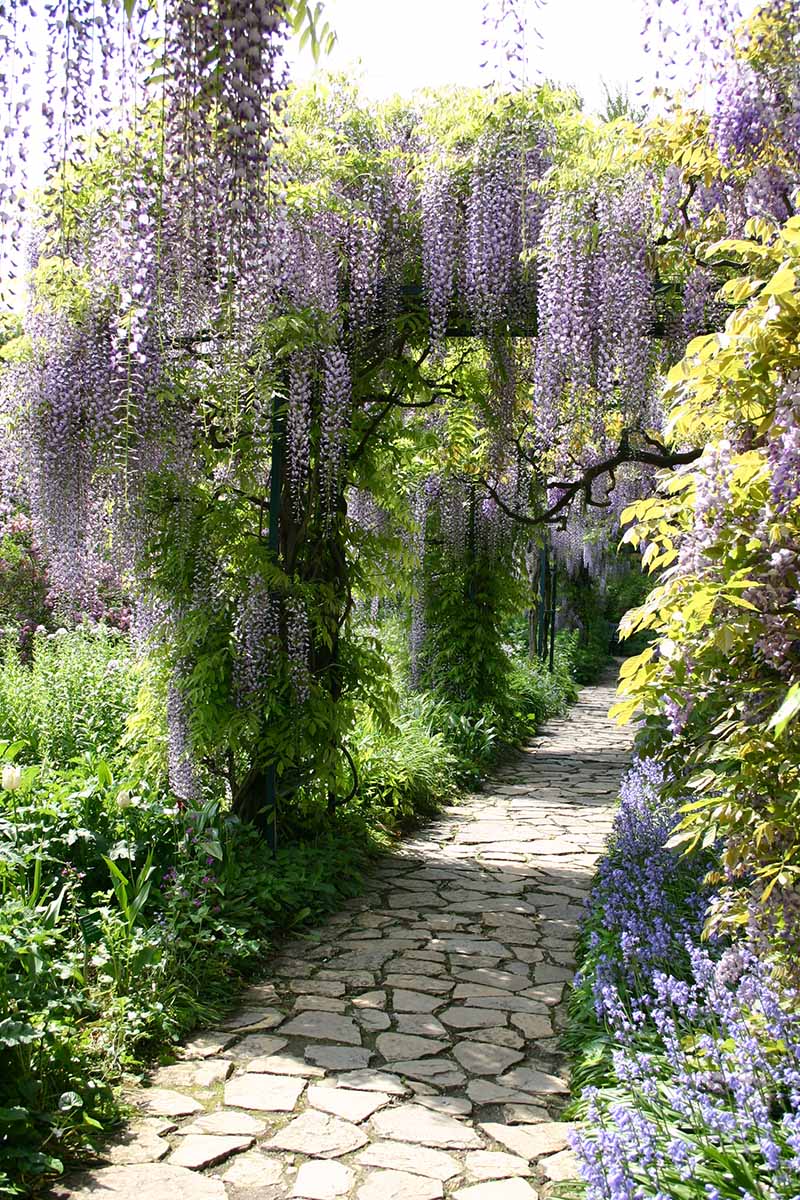 A vertical image of wisteria vines growing on an arbor over a stone pathway.