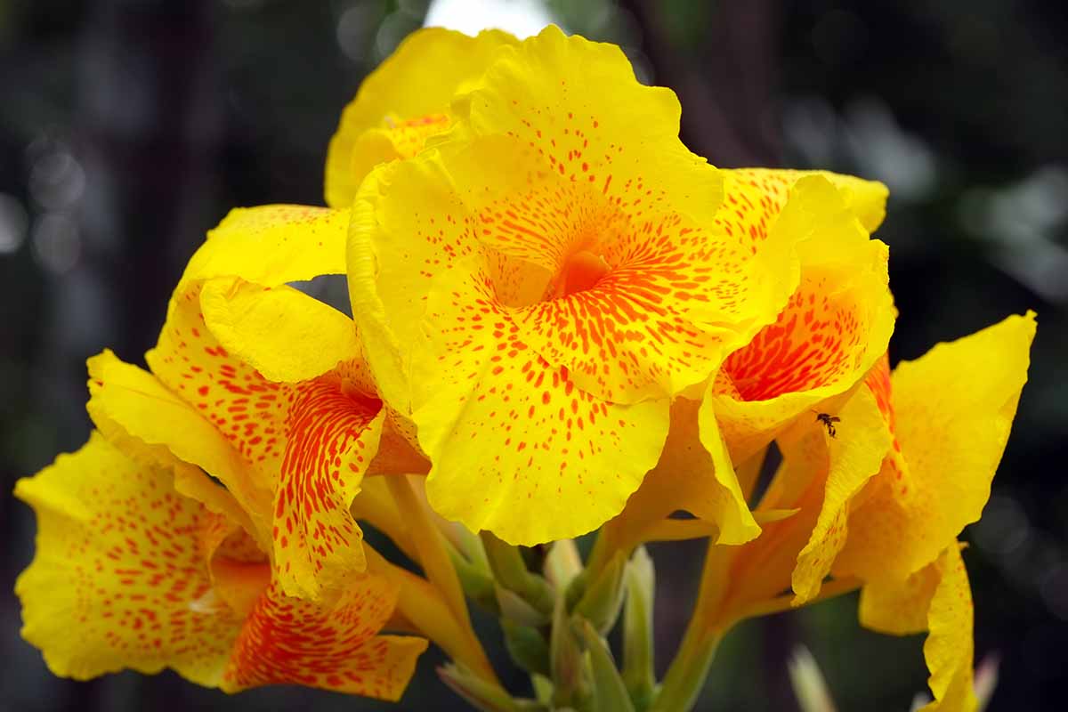 A close up horizontal image of a yellow and orange bicolored canna lily growing in the garden.