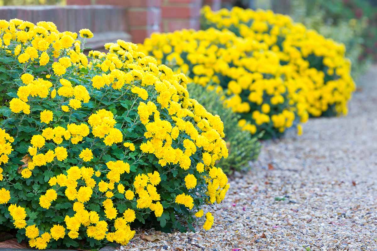A close up horizontal image of bright yellow garden mums growing in a border by a pathway.
