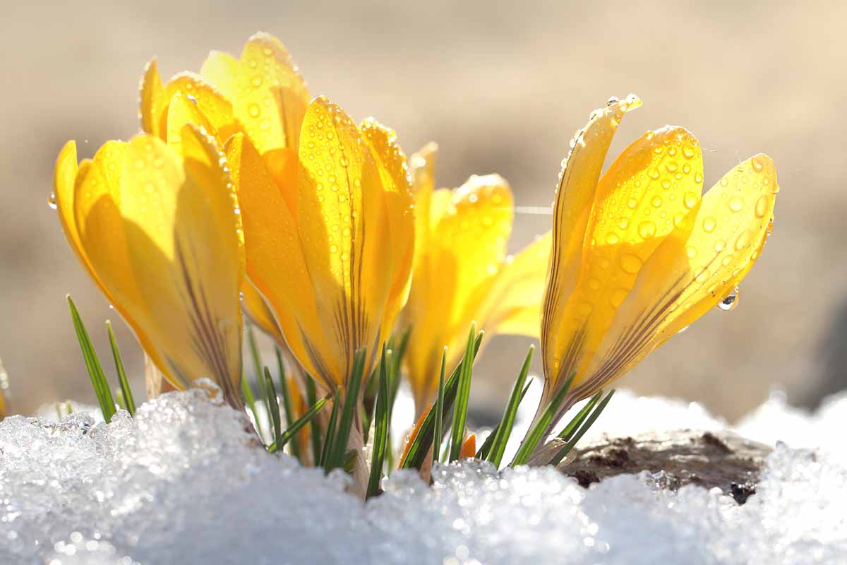 A close up horizontal image of yellow crocuses growing in a sunny spring garden with snow on the ground.