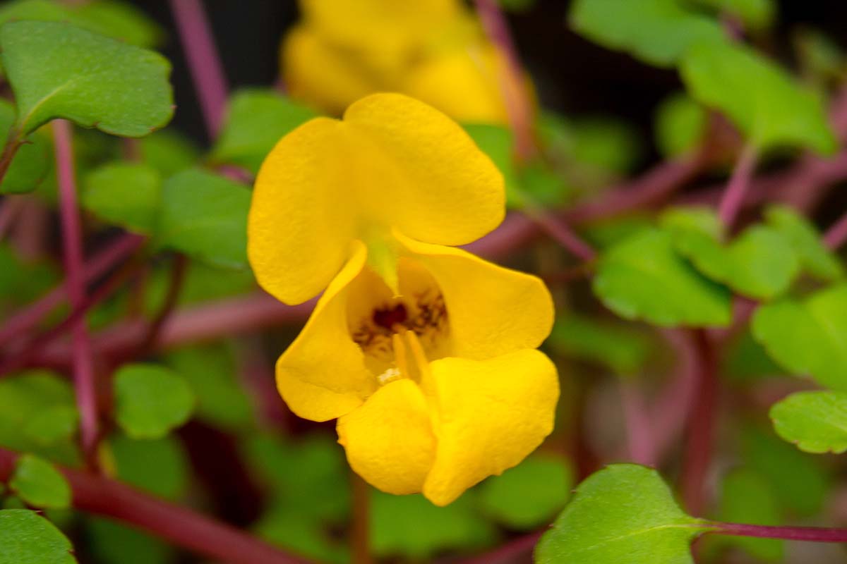 A close up horizontal image of a single yellow impatiens flower pictured on a soft focus background.