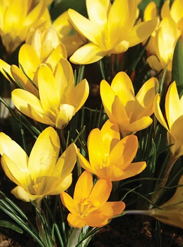 A close up vertical image of 'Yellow Mammoth' Crocus flowers growing in the garden.
