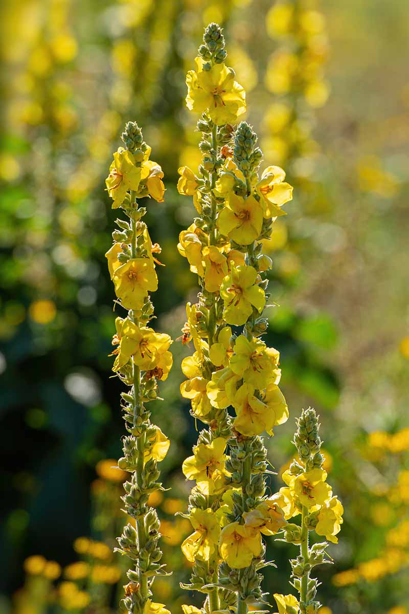 A close up vertical image of the yellow flowers of mullein pictured in light sunshine on a soft focus background.