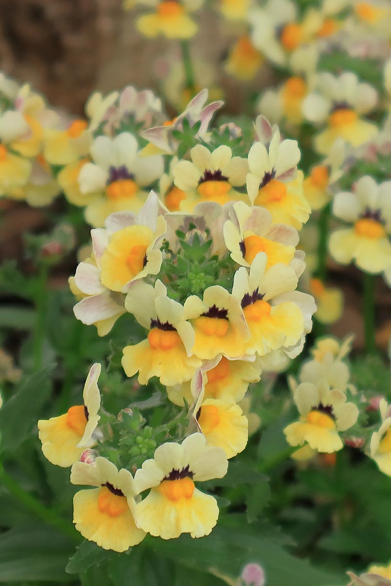A vertical image of yellow nemesia flowers growing in an unpright clump, with a blurry background of similar flowers.