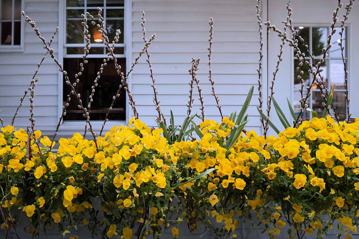 A horizontal image of yellow nemesia flowers growing from window boxes with a white-paneled, windowed house in the background.
