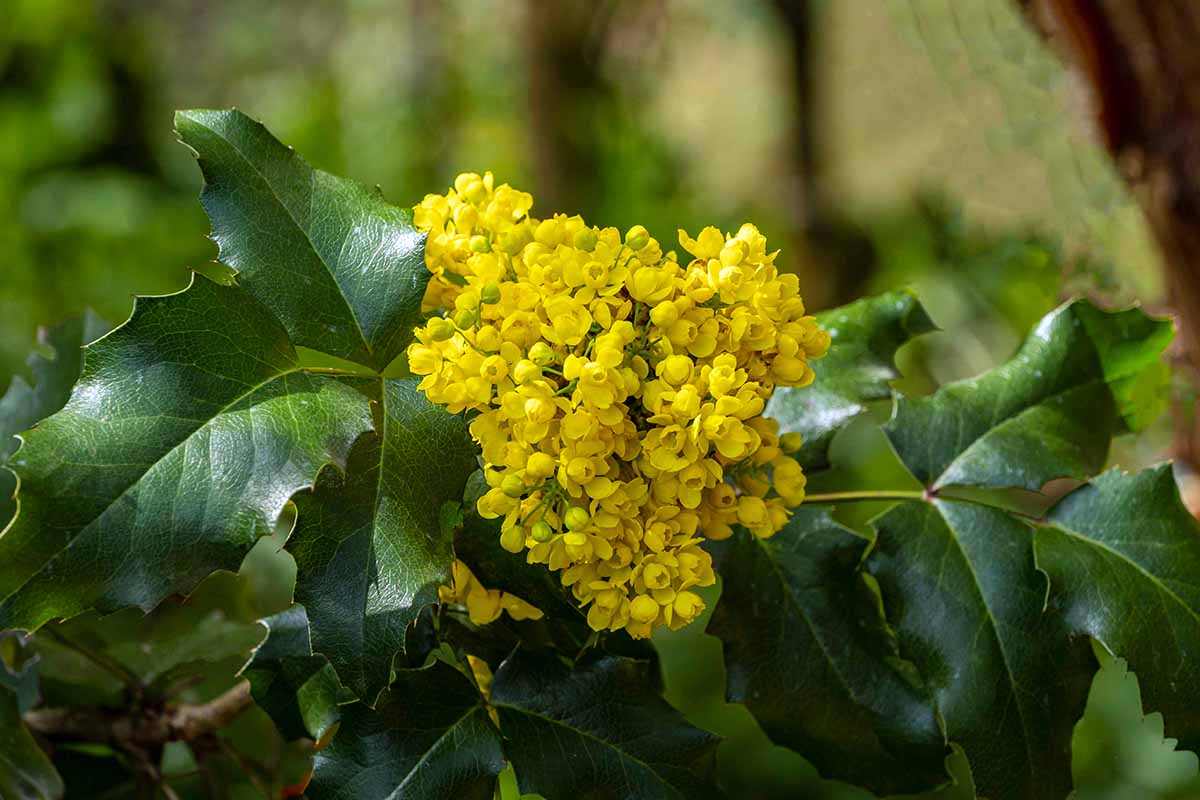 A close up horizontal image of the yellow spring flowers of Oregon grape holly.