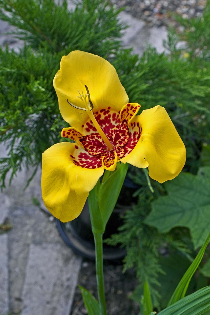 A horizontal image of a yellow tiger flower growing in a garden border outdoors.