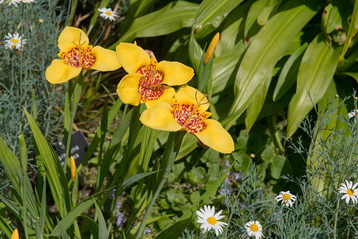 A horizontal image of yellow tiger flowers growing in the garden among other plants outdoors.