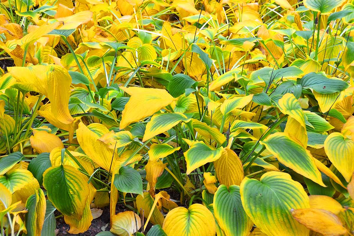 A close up horizontal image of the yellowing foliage of hosta plants growing in the garden.