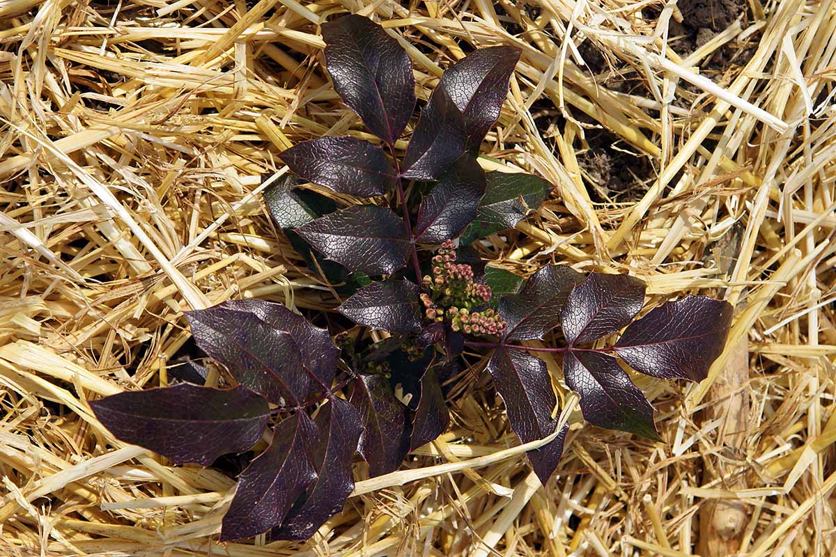 A top down image of a young Oregon grape holly plant surrounded by straw mulch.