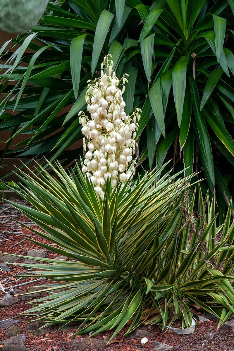 A vertical image of the variegated foliage and white flowers of a Yucca aloifolia in bloom in the garden.