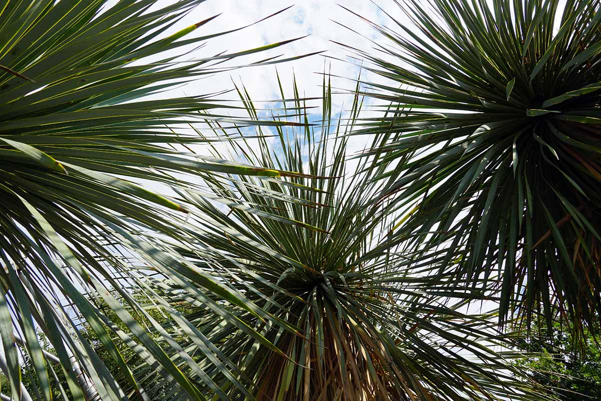 A horizontal image of Yucca capensis plants with the foliage silhouetted on a cloudy sky.