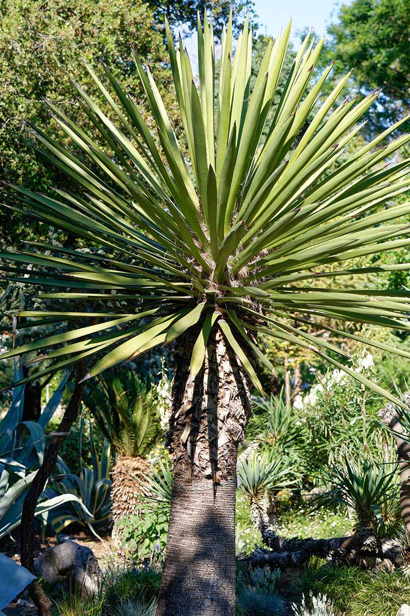 A vertical image of a large Yucca carnerosana growing in the garden pictured in bright sunshine.