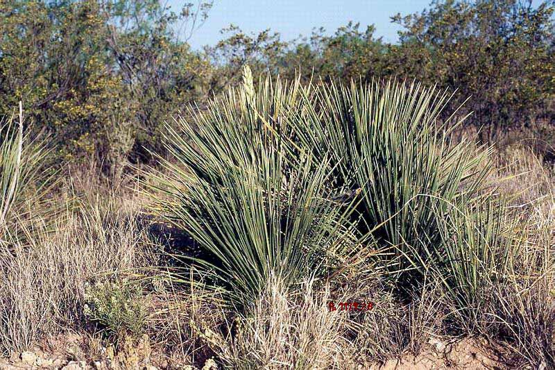 A horizontal image of a clump of Yucca constrica growing wild.
