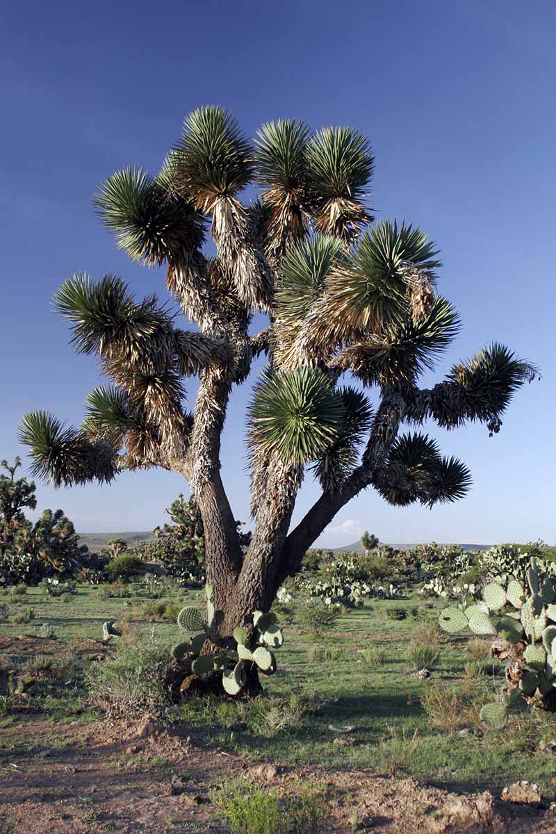A vertical image of a large Yucca decipiens tree growing wild surrounded by cacti, pictured on a blue sky background.