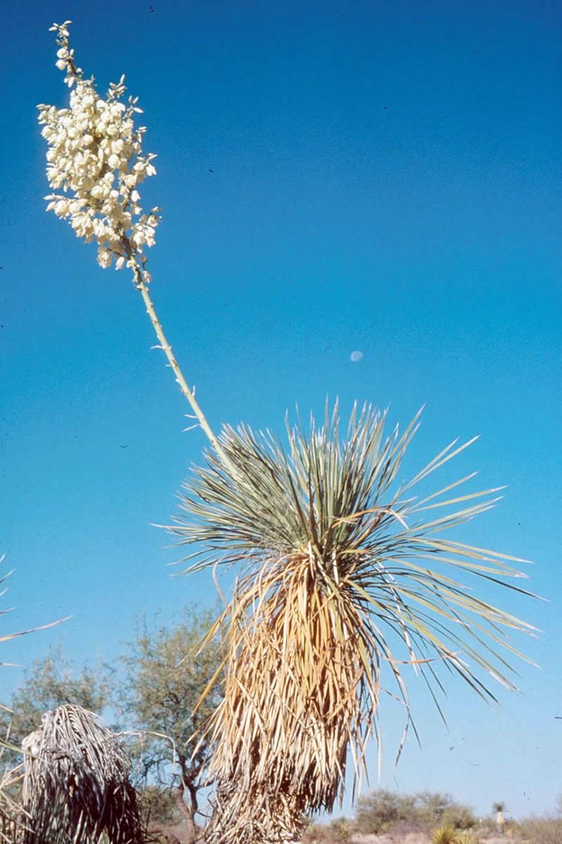 A vertical image of a soaptree (Y. elata) with a long flower stalk, growing wild, pictured on a blue sky background.