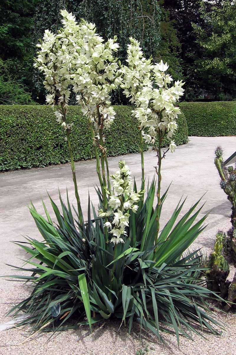 A vertical image of a Yucca flaccida in full bloom growing by the side of a driveway.