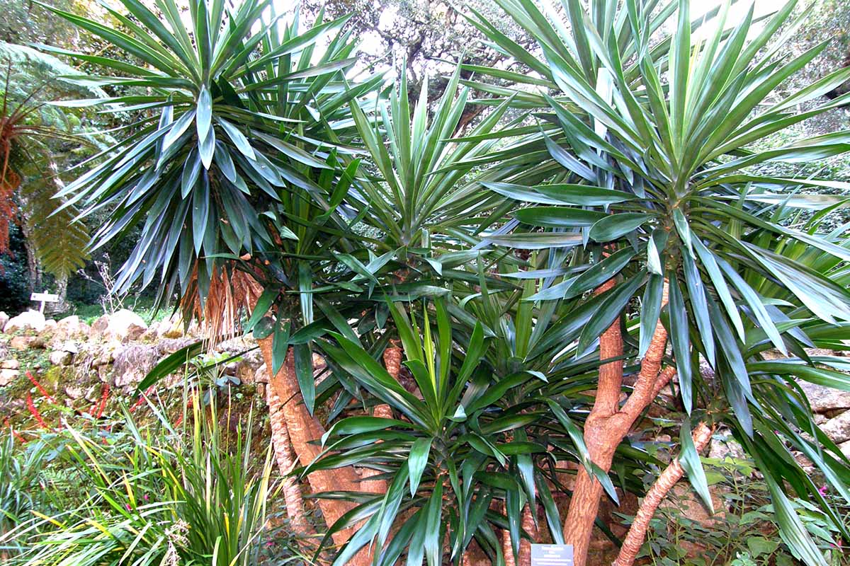A close up horizontal image of Yucca gigantea plants growing in a botanical garden.