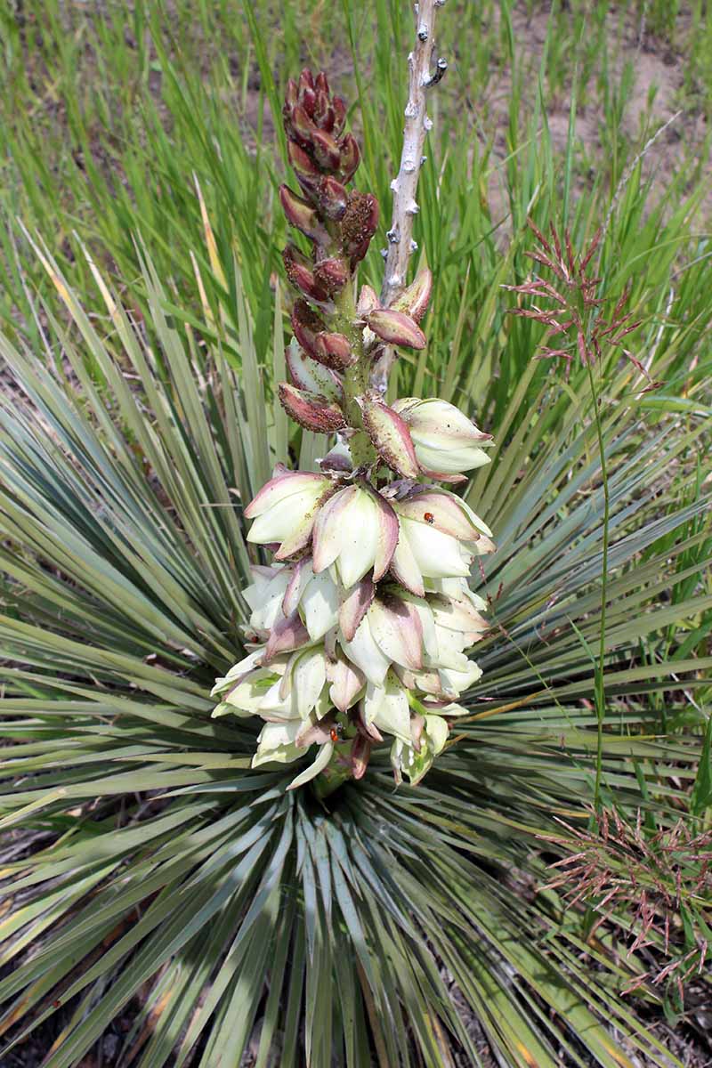 A close up vertical image of the sword-like foliage and flower stalk of a Yucca glauca growing wild.