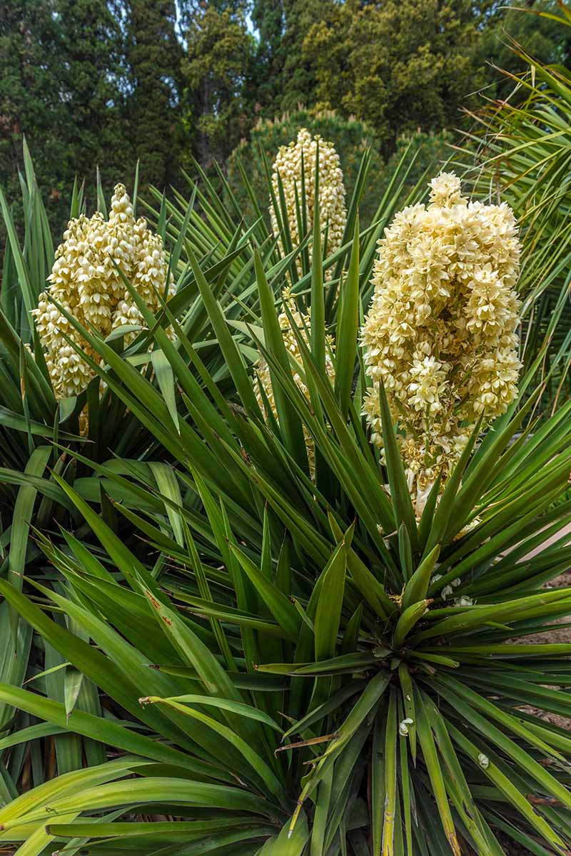 A close up vertical image of the foliage and flowers of Spanish dagger plants growing in the garden.