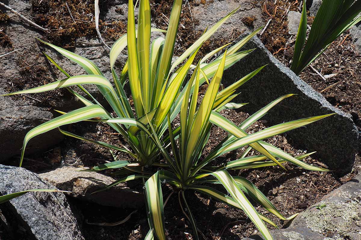 A close up horizontal image of yucca offsets planted out in the garden.