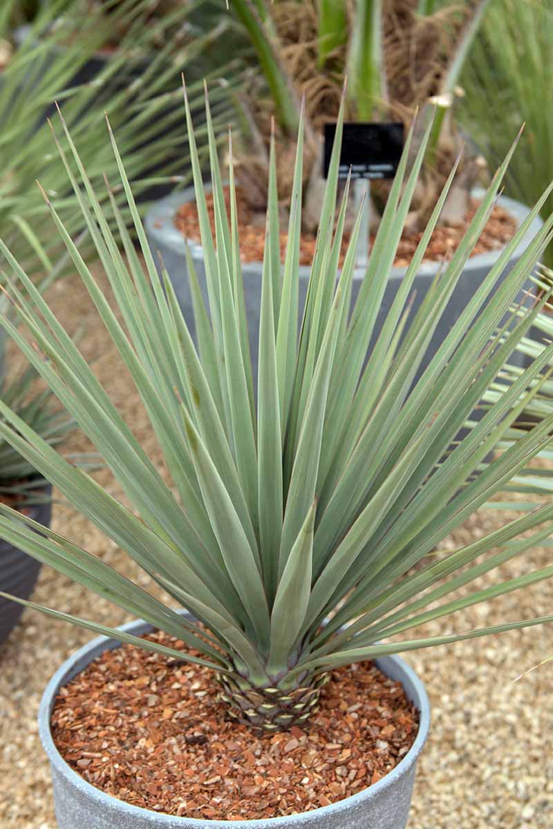 A close up vertical image of a yucca plant growing in a pot.