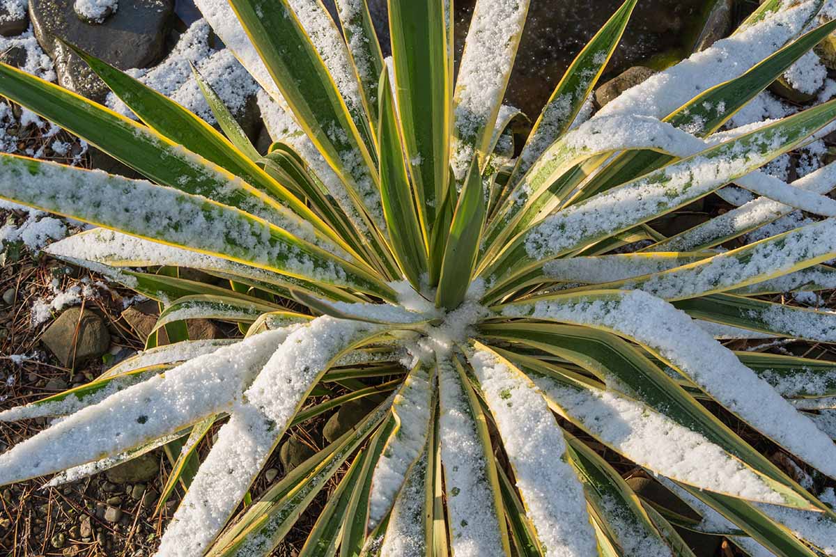 A close up horizontal image of a variegated yucca under a light dusting of snow.