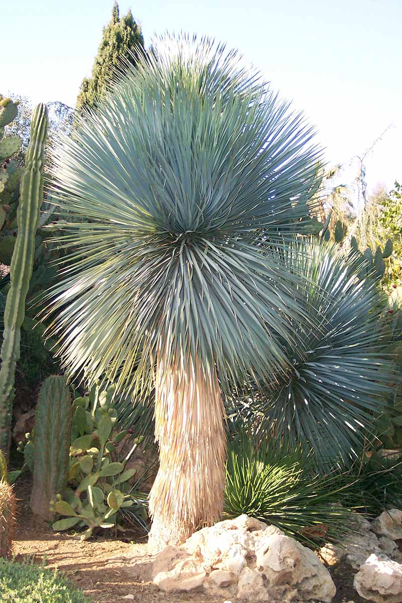 A close up vertical image of a large Yucca rostrata growing in a water-wise garden amongst rocks and cacti.
