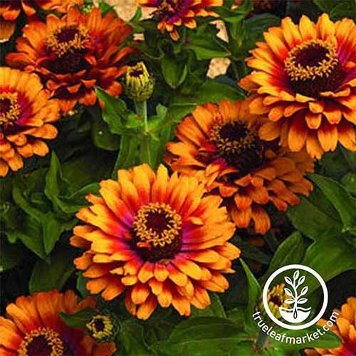 A square image of 'Zowie Yellow Flame' zinnias growing in the fall garden. To the bottom right of the frame is a white circular logo with text.