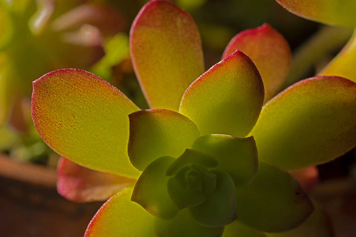 A close up horizontal image of the foliage of Afterglow, a succulent with green leaves and red tips.