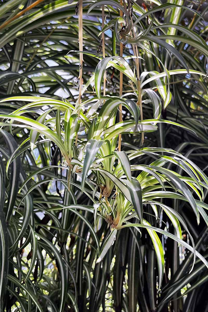 A close up vertical image of offshoots hanging from a large spider plant growing outdoors.