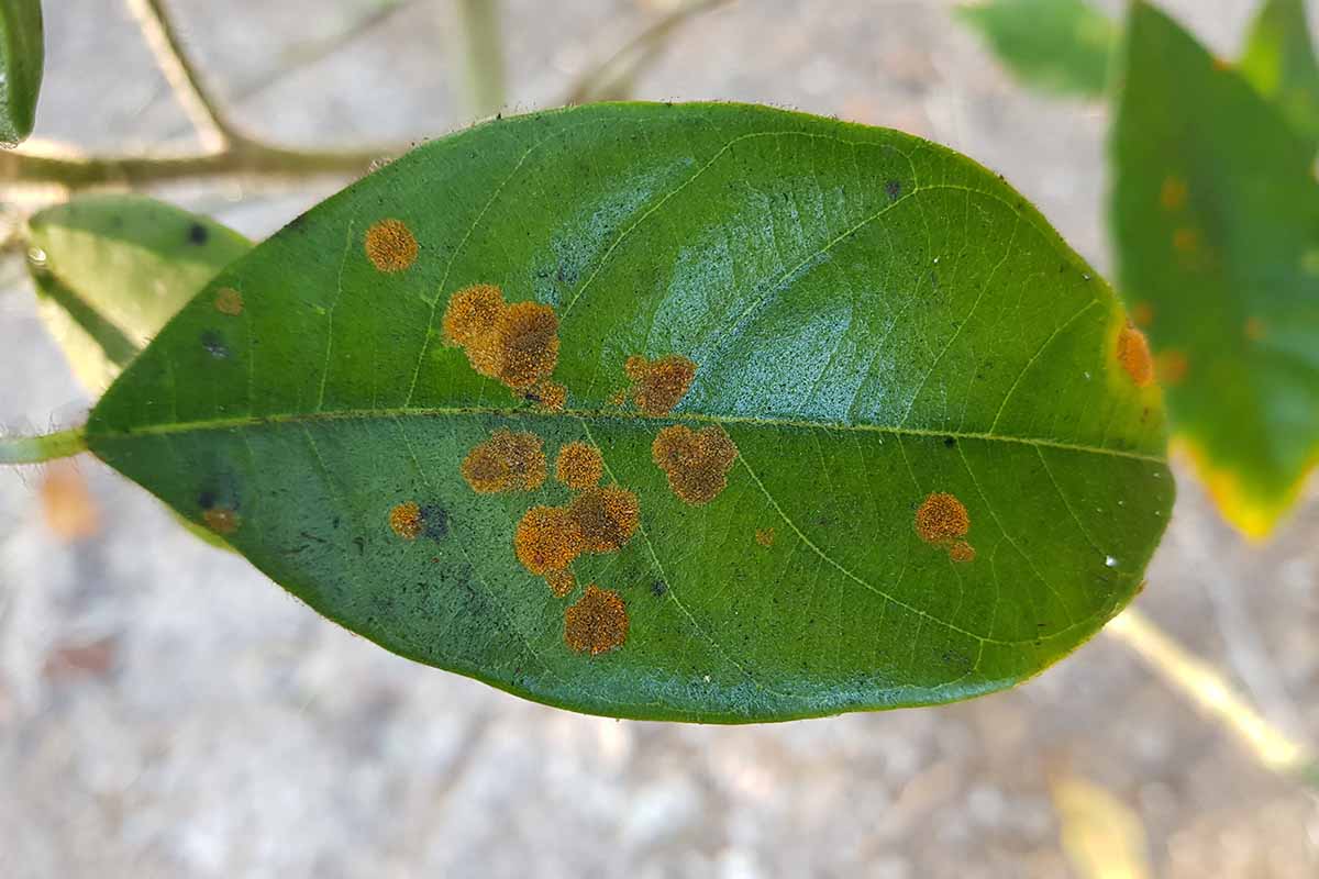 Round brown spots on a glossy green leaf indicating algal leaf spot.