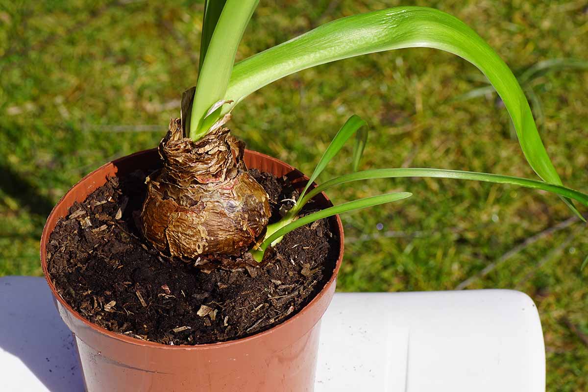 A close up horizontal image of an amaryllis bulb in a small pot set on a table outdoors.