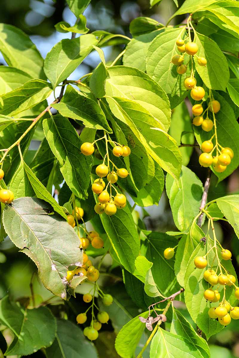 A close up vertical image of the foliage and berries of American bittersweet pictured in bright sunshine.