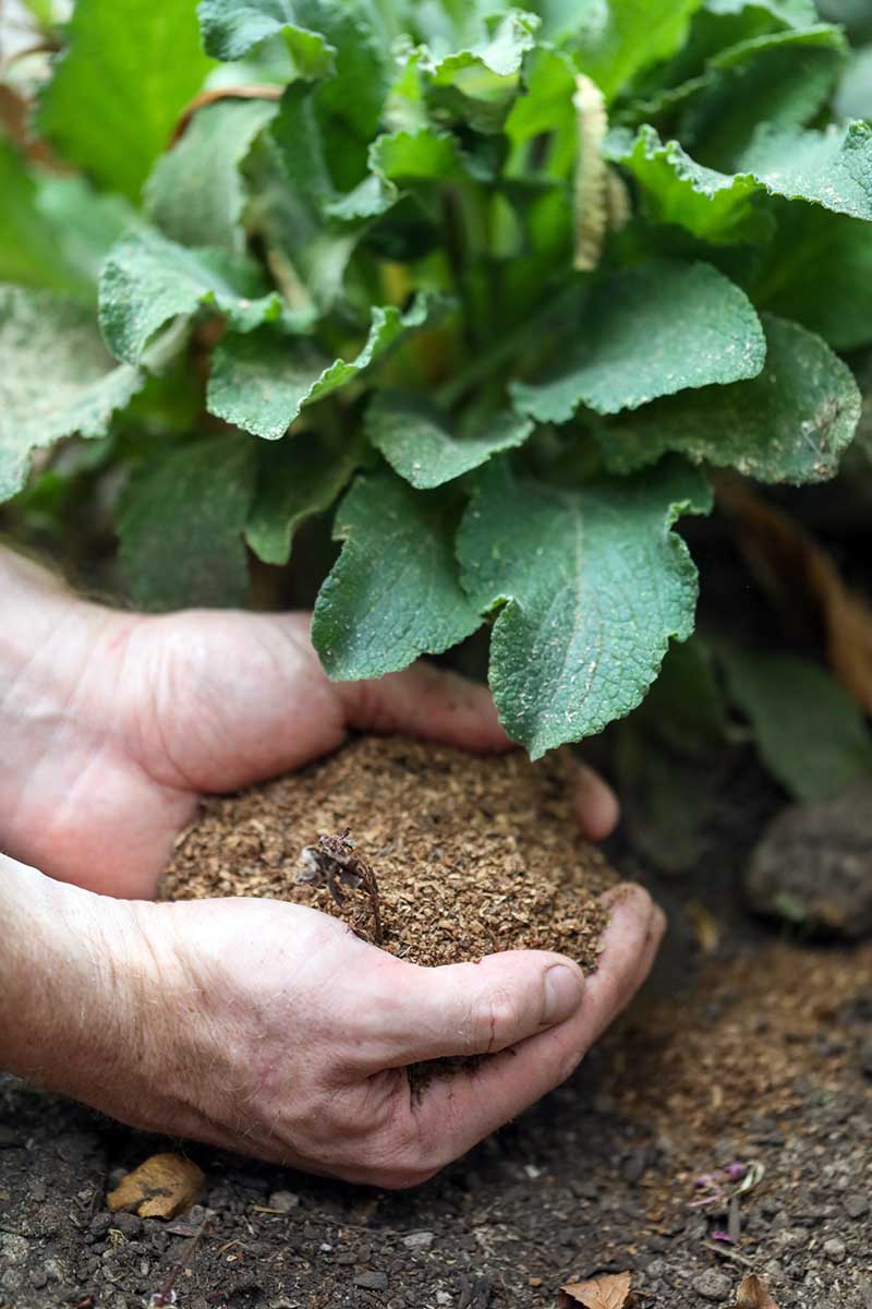 A vertical photo of a pair of hands from the left of the frame applying a layer of mulch under a foxglove plant.