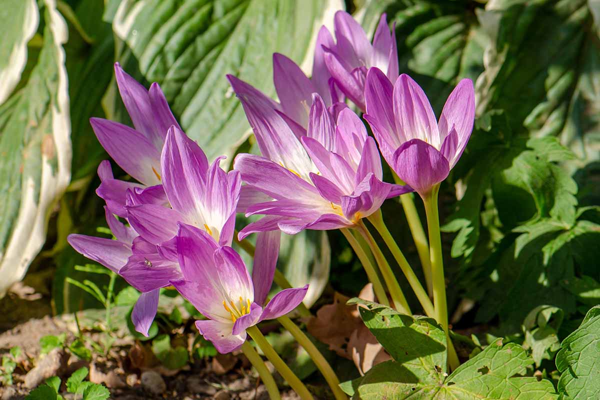 A close up of pink and purple autumn crocus flowers growing in a sunny fall garden.