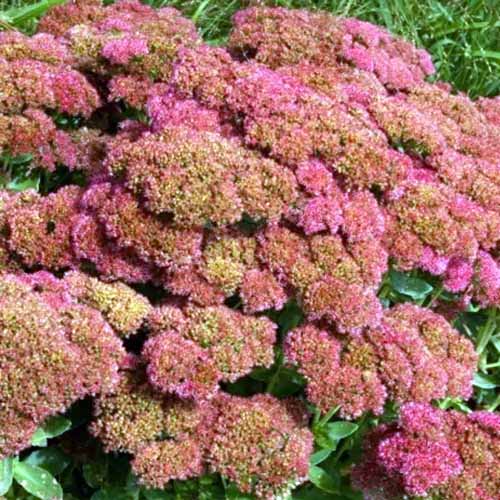A square image of 'Autumn Fire' sedum in full bloom growing in the garden.