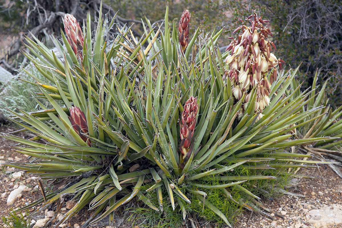 A horizontal shot of a banana yucca (Yucca baccata) plant in a garden with four stalks with buds coming out of the plant and one stalk with blooms.