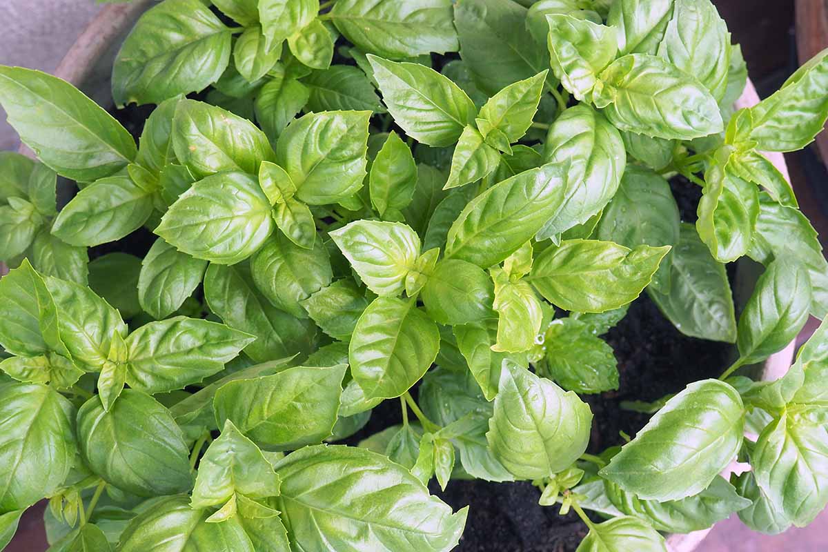 A close up horizontal image of basil plants growing in a terra cotta pot outdoors.