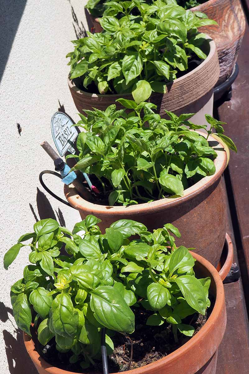A vertical image of a row of terra cotta pots growing herbs on a wooden deck pictured in bright sunshine.