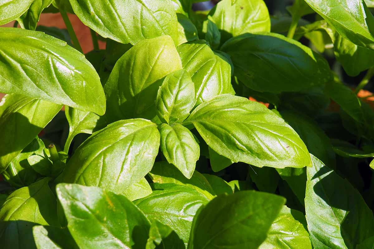 A close up horizontal image of basil foliage in bright sunlight.