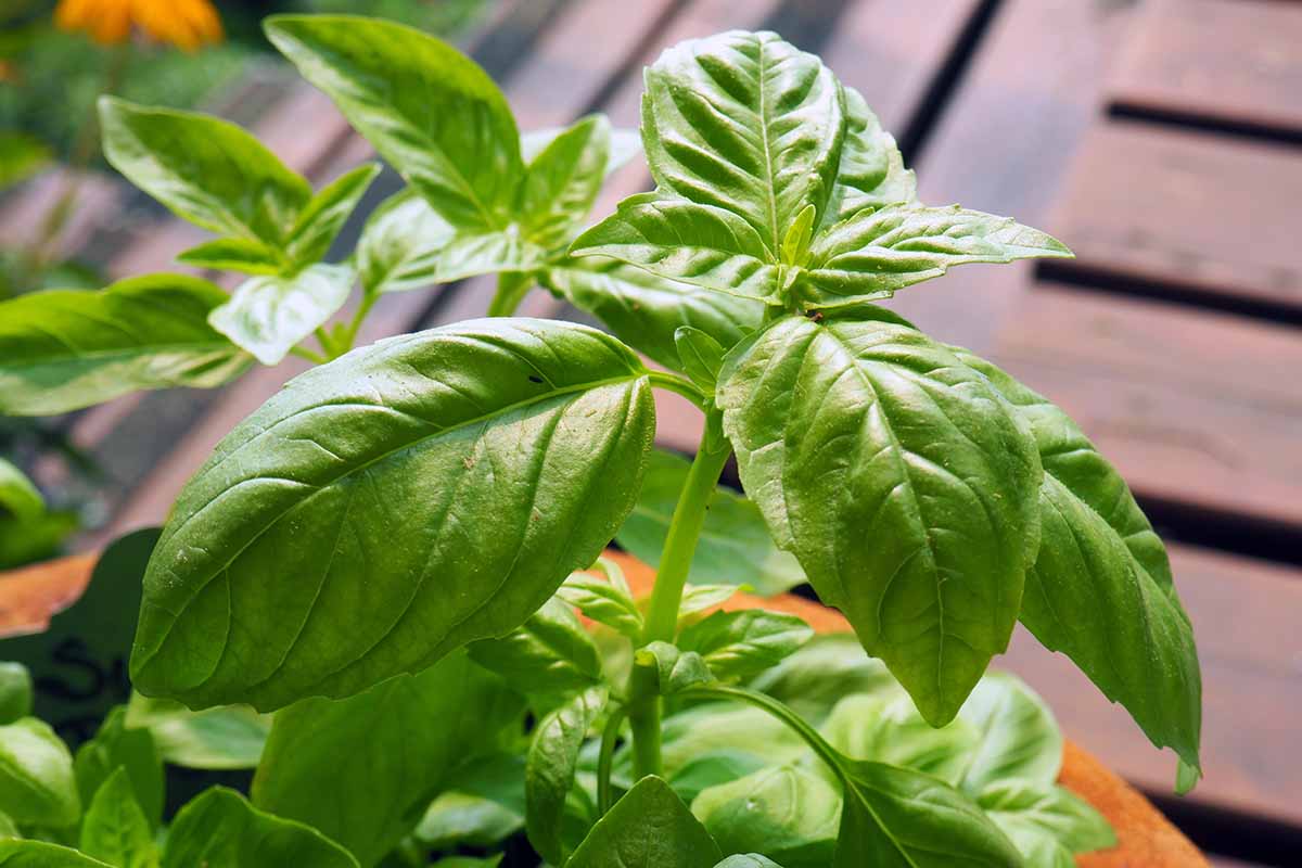 A close up horizontal image of basil growing in a pot on a wooden deck.