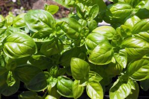 A close up horizontal image of basil foliage growing in a sunny spot in the garden.