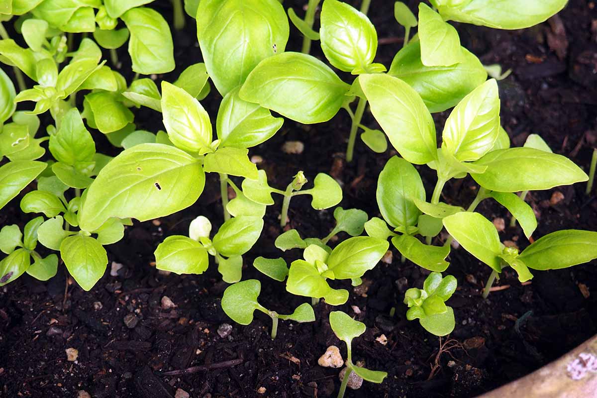 A horizontal image of small basil seedlings growing in a terra cotta pot.