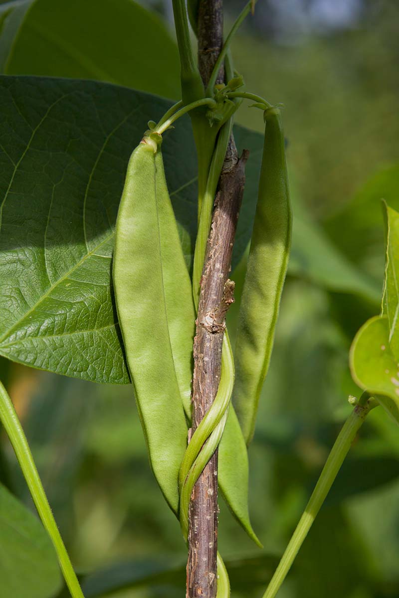 A vertical close up image of a bean plant entwined around the stalk of a corn plant.