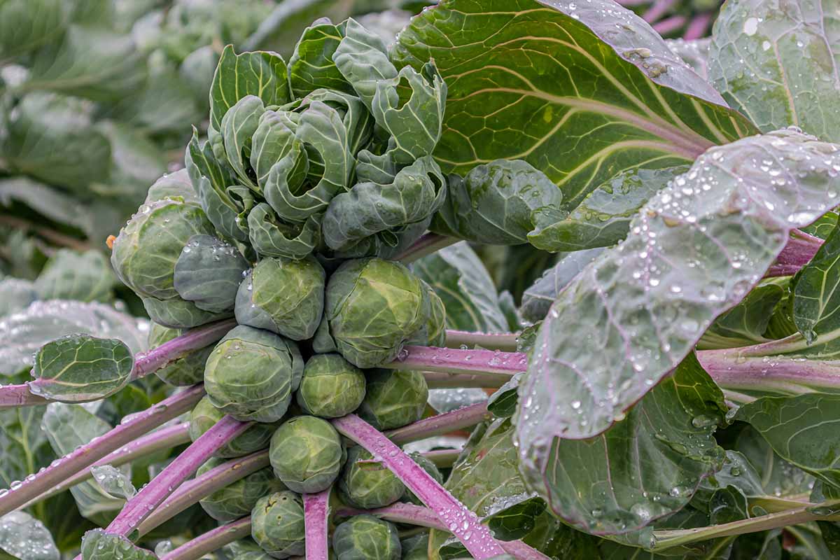 A close up horizontal image of brussels sprouts growing in the garden with the foliage covered in water droplets.